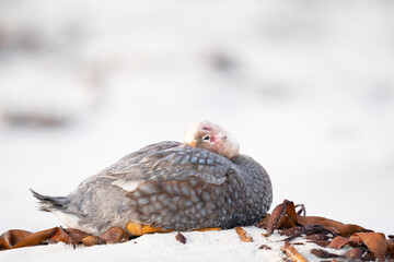 The Steamer Duck (Tachyeres brachypterus)