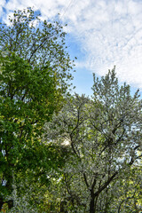 Fototapeta premium dawn in the spring flowering garden