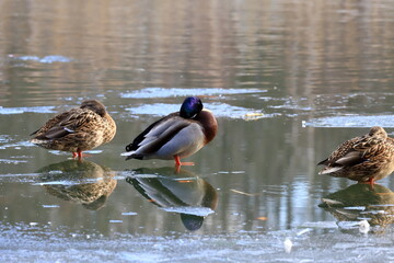 Ptaki nad jeziorem zimą
