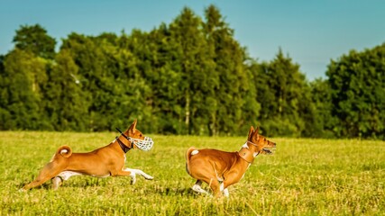 Two basenji dogs running in the field on lure coursing competition