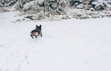 French bulldog black in jump rear view outdoors in winter in the park.Winter lifestyle.Entertainment for humans and pets during the Christmas holidays.The concept of dog training and education