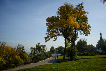 Autumn trees in the park