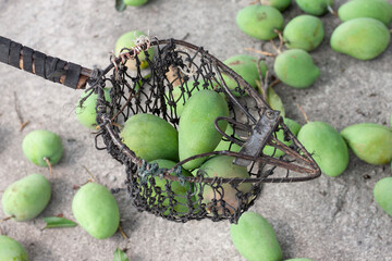 Gardeners use a basket with a long handle for picking mango from a tree.