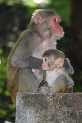 mother and baby macaque