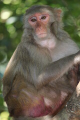 portrait of a macaque