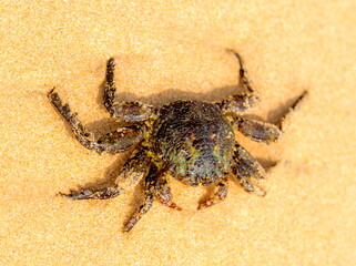 Crab on the background of sand close-up in Sri Lanka