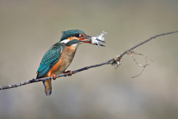 Common kingfisher or Eurasian kingfisher perched on branch with caught fish in beak