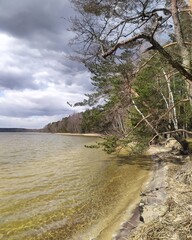 beach and trees