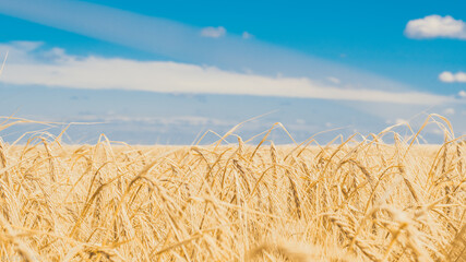 golden wheat field