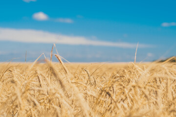 golden wheat field