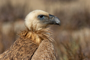 headshot of  Griffon vulture