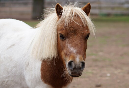 portrait of cute brown and white mini shetland pony