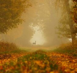 sarna w mgle © Marek