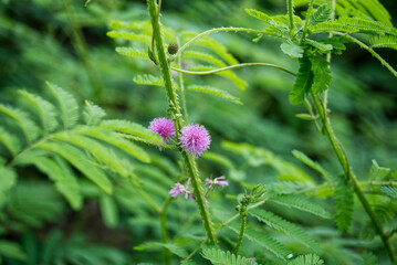The pink mimosa looks beautiful in the green forest