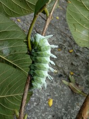 Attacus Atlas in the local language (North Sumatera) is called 