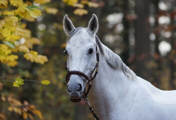 white horse portrait in autumn forest
