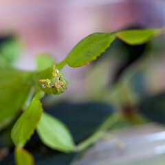 a green walking leaf in portrait, square