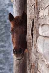 chestnut pony hiding in barn, portrait of curious horse looking out of stable