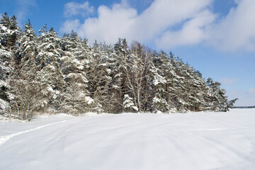 Winter Snowy Forest.
