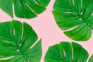 Monstera leaves summer on pink background. Copy space concept and top view