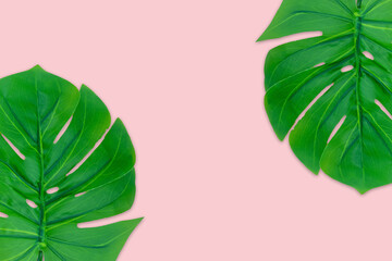 Fototapeta na wymiar Monstera leaves summer on pink background. Copy space concept and top view