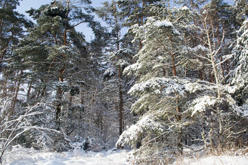 Winter Snowy Forest.