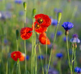 Obraz premium czerwone maki