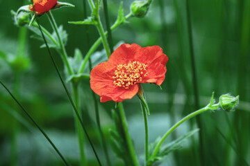 Chilean Avens (Scarlet Avens, Geum coccineum) red flower in summer garden