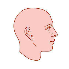 Hand drawn model of human head in side view. Colored flat vector drawing isolated on white background. EPS 8.