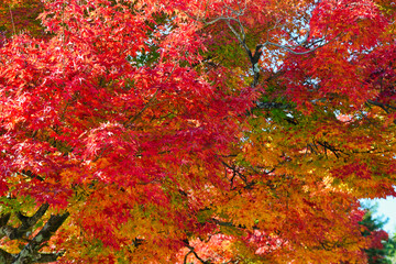 Beautiful autumn leaves at Tenryuji Temple in Kyoto
京都　天龍寺の美しい紅葉