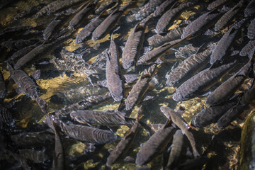 
Herds of fish swim in the clear stream.