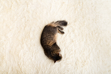 Cat resting on a blanket made of white, artificial, plush, fur, top view