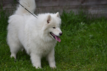 Fototapeta premium Samoyed dog (Samoyed, Samoyed husky, Samoyed Spitz, sammi)