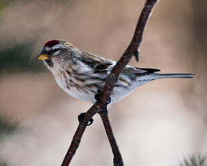 Red poll Stock Photo. Red poll close-up profile view, perched with a blur background in its environment and habitat. Image. Picture. Portrait.