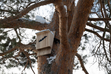 Bat house on tree in Stockholm, Sweden