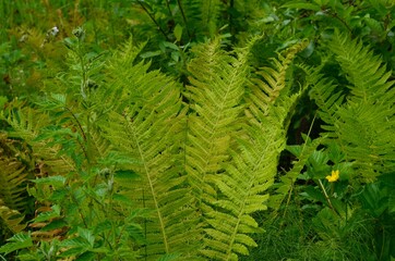 green fern background