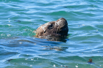 Obraz premium Female Sea Lion, Peninsula Valdes, Patagonia, Argentina