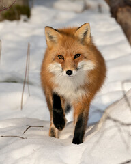Red Fox Stock Photo. Close-up profile head shot view in the winter season in its environment and habitat with blur snow background displaying fur. Fox Image. Picture. Portrait.