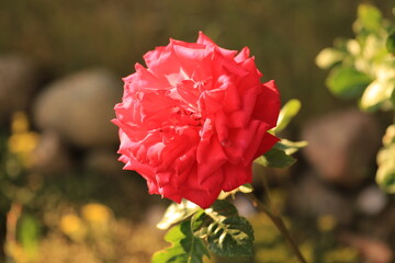 Róża Wiosną