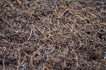 big anthill in forest