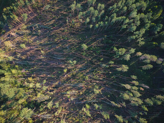 A view from a height of a fallen forest after a hurricane in Russia