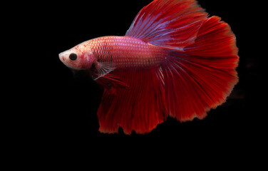 Fototapeta premium siamese fighting fish isolated