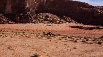 Breathtaking Wadi Rum Desert Landscape in Jordan
