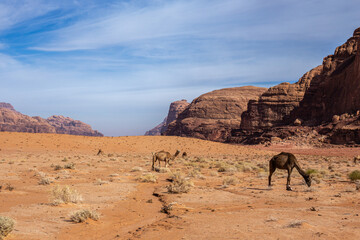 Breathtaking Wadi Rum Desert Landscape in Jordan