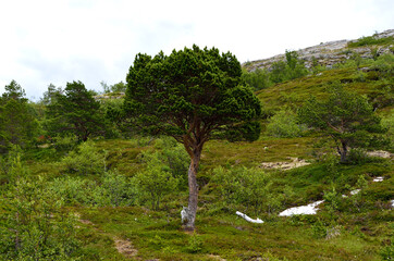 beautiful mountain tree