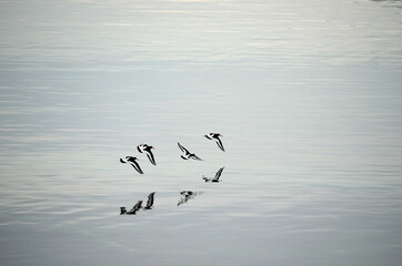Flock of oystercatcher`s flying away over silent fjord water in summer