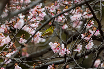 Japanese White-eye And Cherry Blossom(Japanese Name Is Kanzakura) At Tokyo Prefecture, Japan