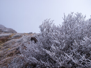 冬の九重連山山頂へと続く樹氷の道