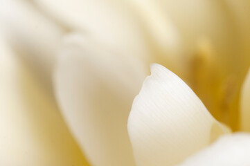 Fototapeta na wymiar Tulip flower fragment macro