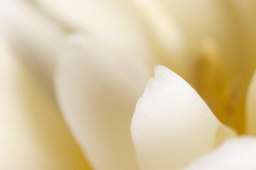 Tulip flower fragment macro